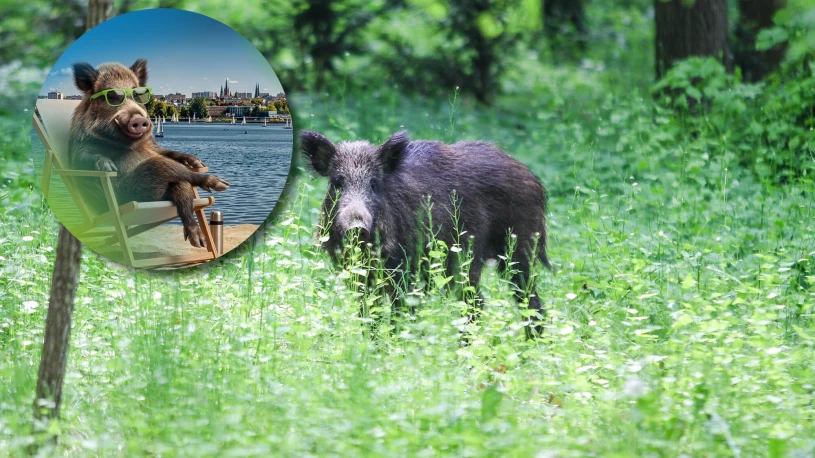 Dziki jako symbol Olsztyna: promocja czy nieodpowiedzialność?